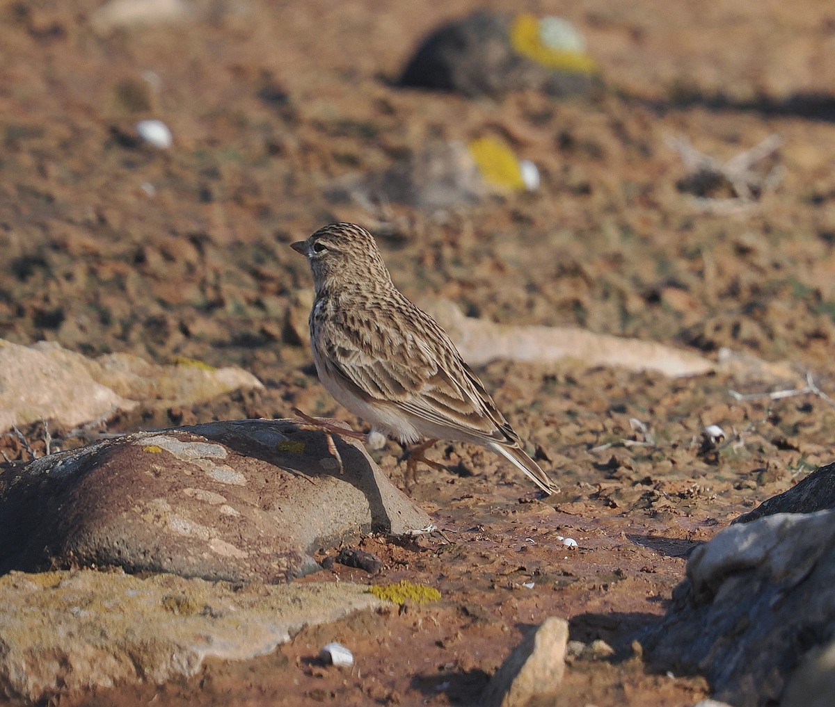 Çorak Toygarı - ML647313499