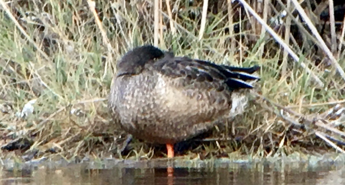 skjeand - ML647313500