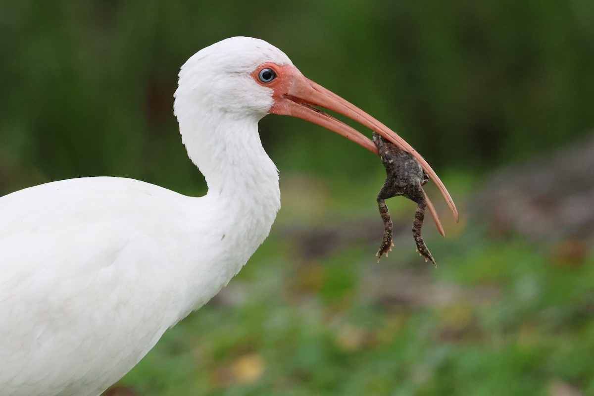 White Ibis - ML647313503