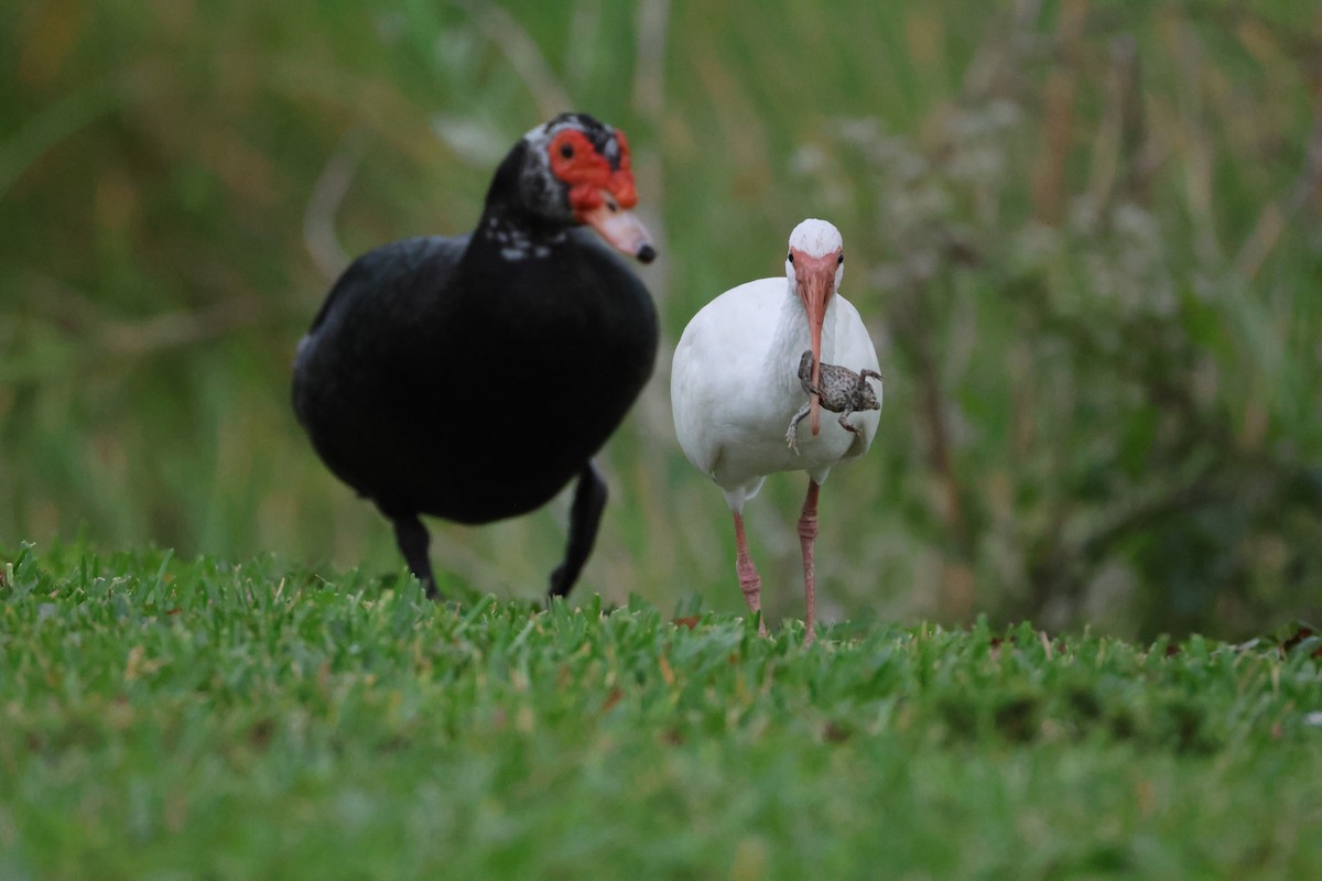 White Ibis - ML647313504