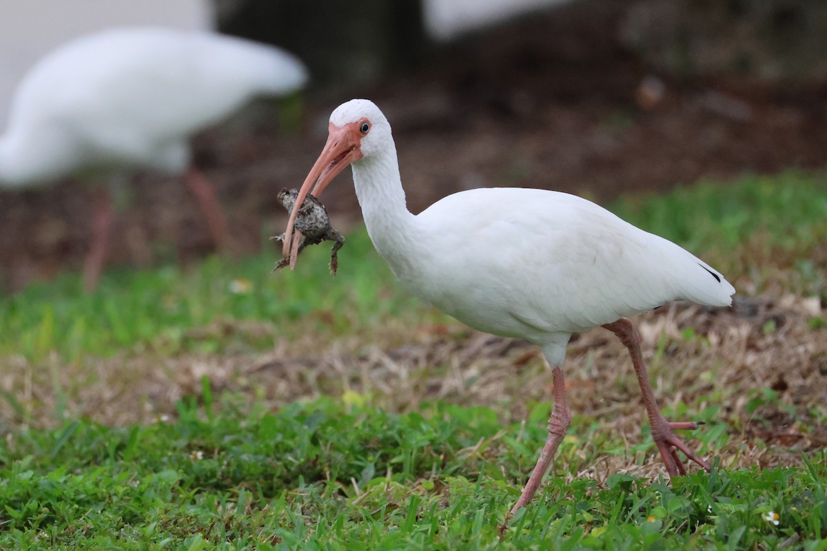 White Ibis - ML647313505