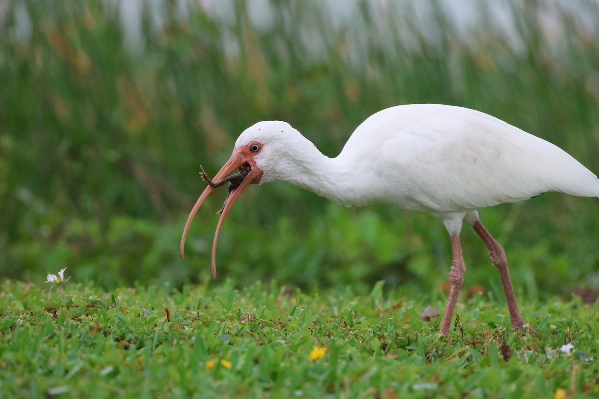 White Ibis - ML647313506