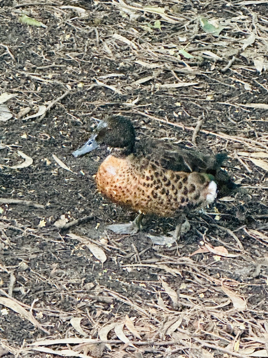 čírka bělohrdlá - ML647313507