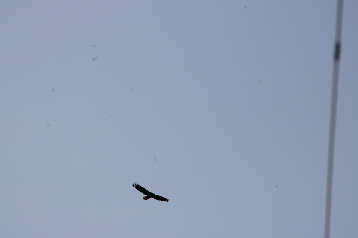 Itsas arrano buruzuria - ML647313510