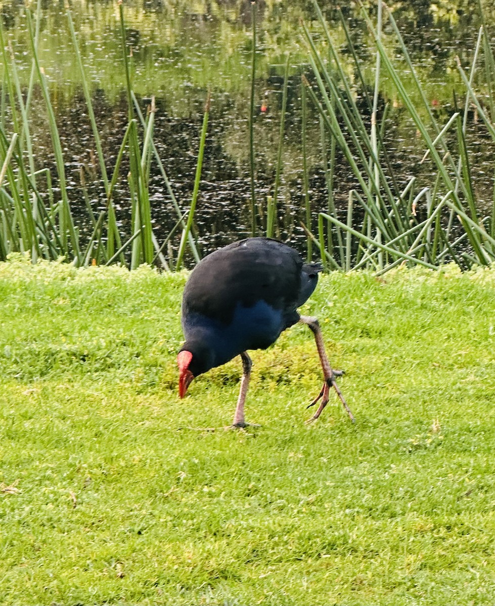 slípka australasijská - ML647313516