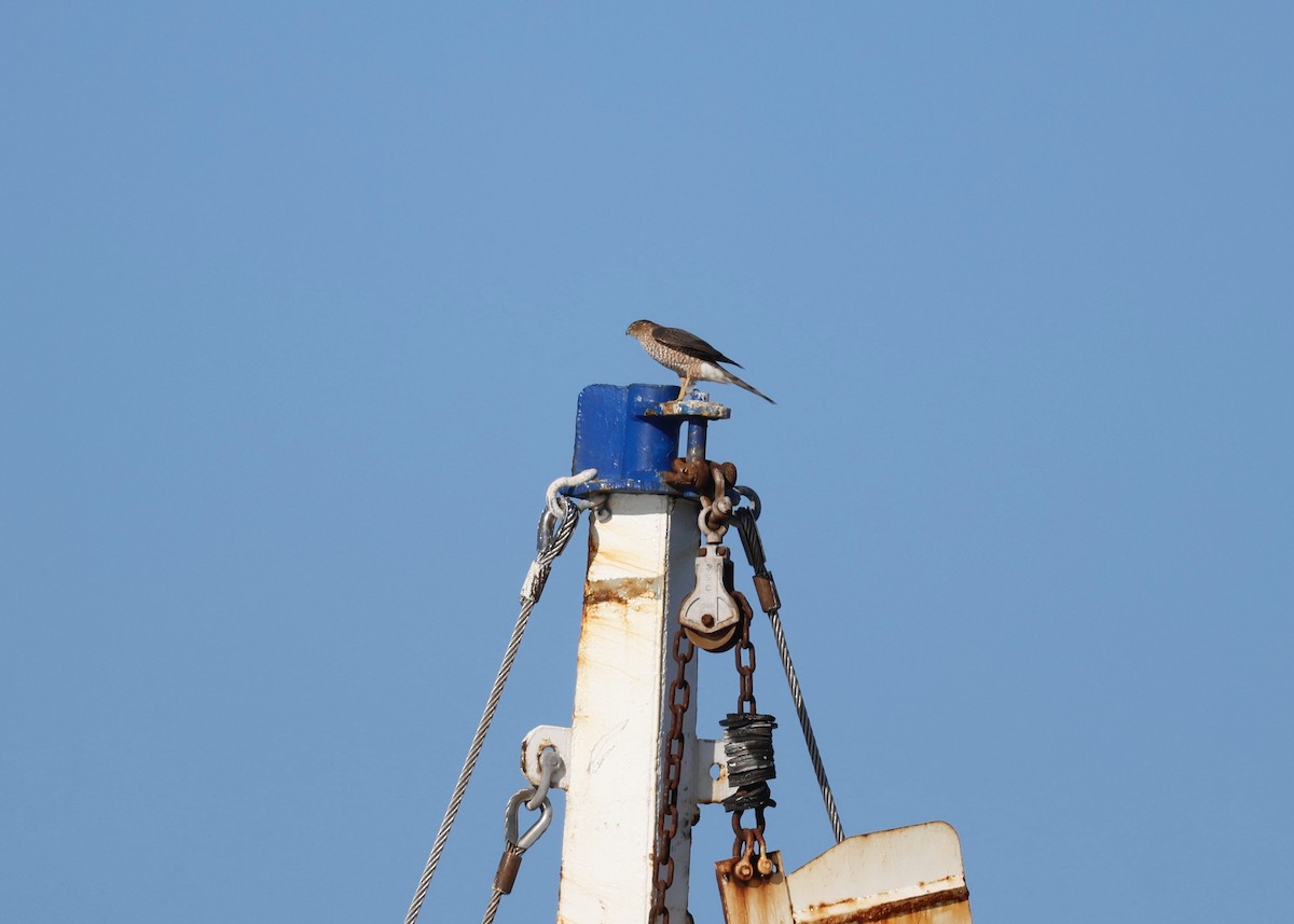 Cooper's Hawk - ML647313517