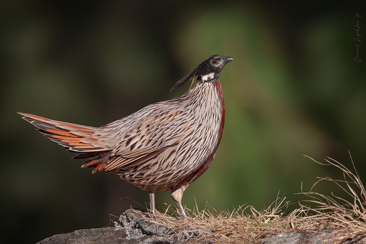 Koklass Pheasant - ML647313518