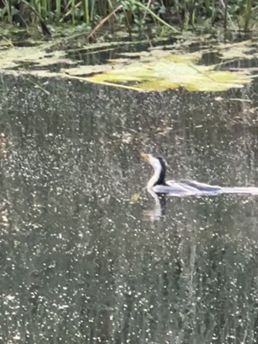 kormorán černobílý - ML647313523