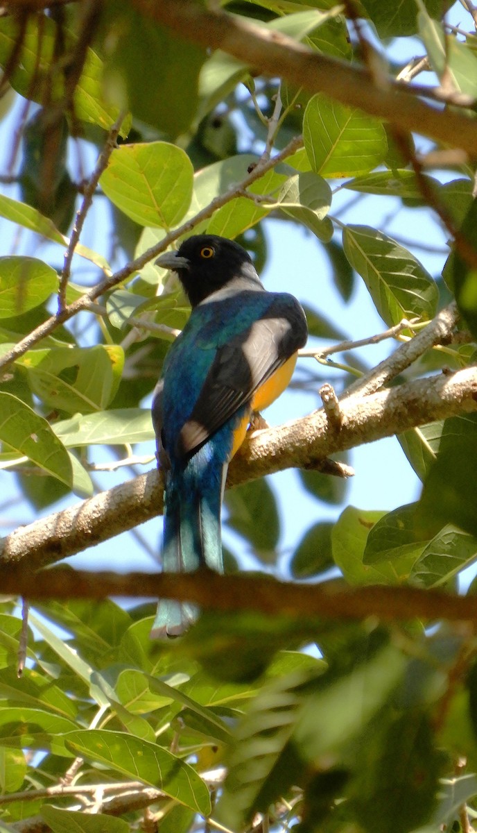 Citreoline Trogon - ML647313525