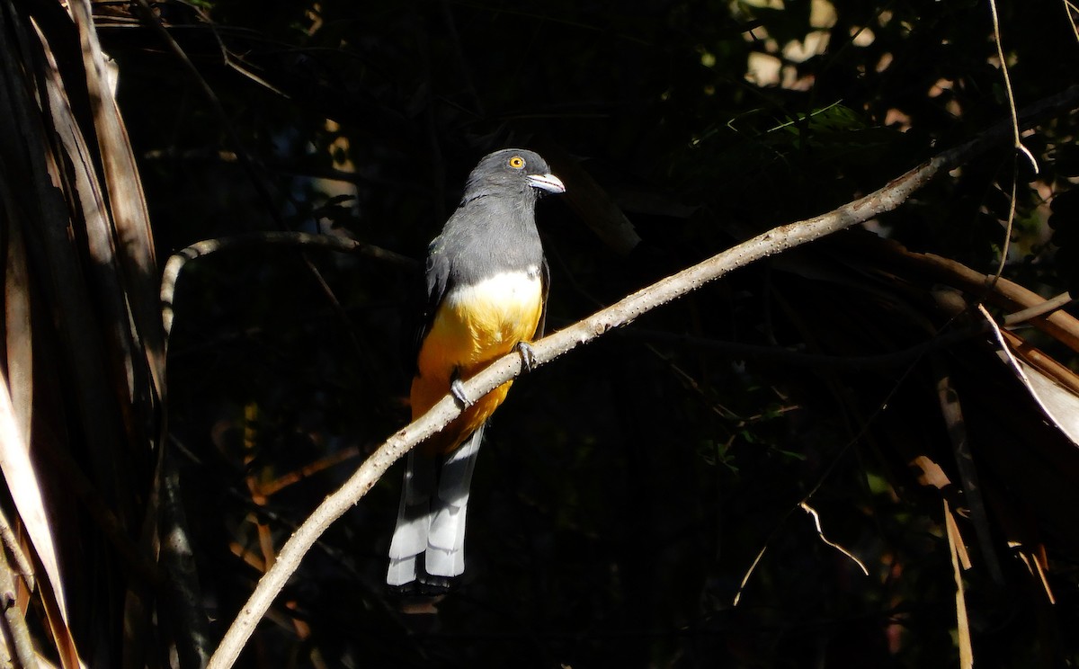 Citreoline Trogon - ML647313527