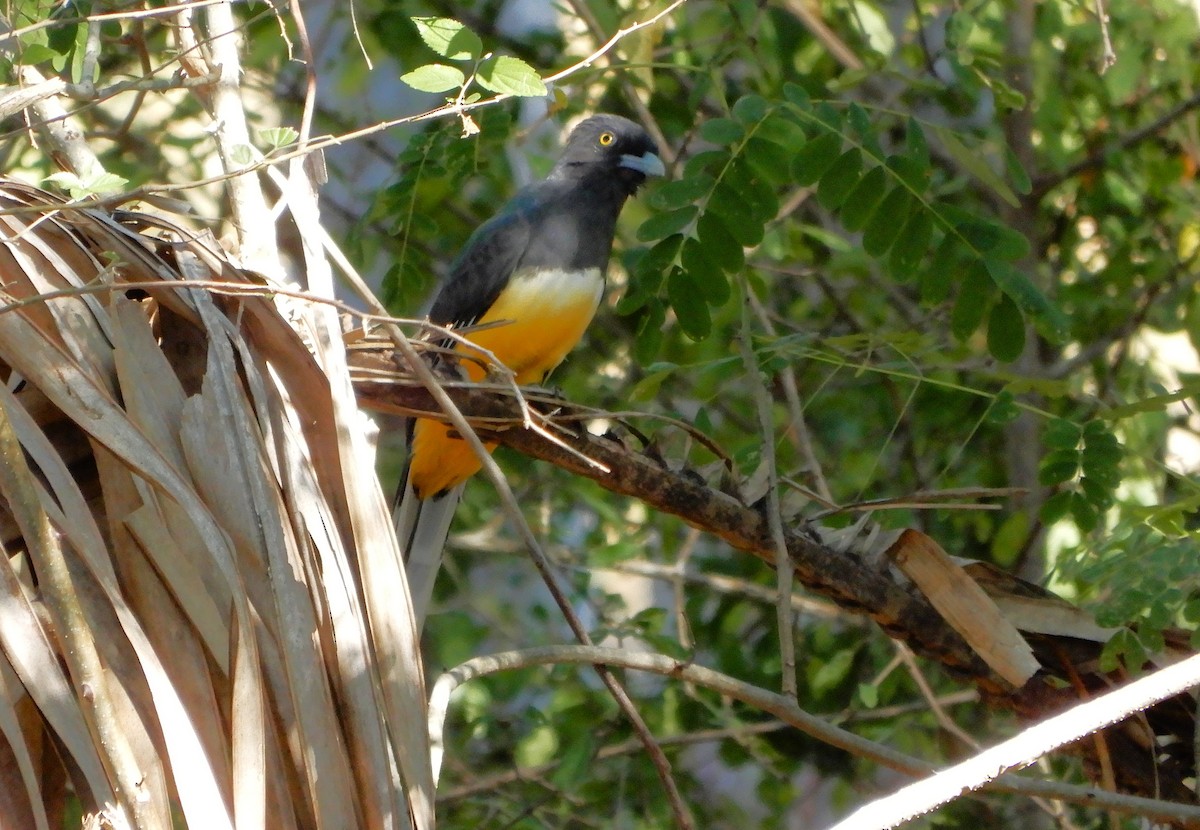 Citreoline Trogon - ML647313528