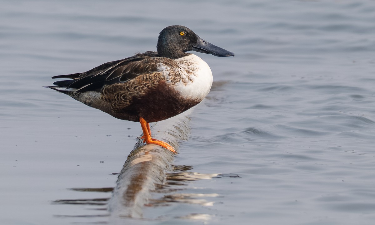 skjeand - ML647313530