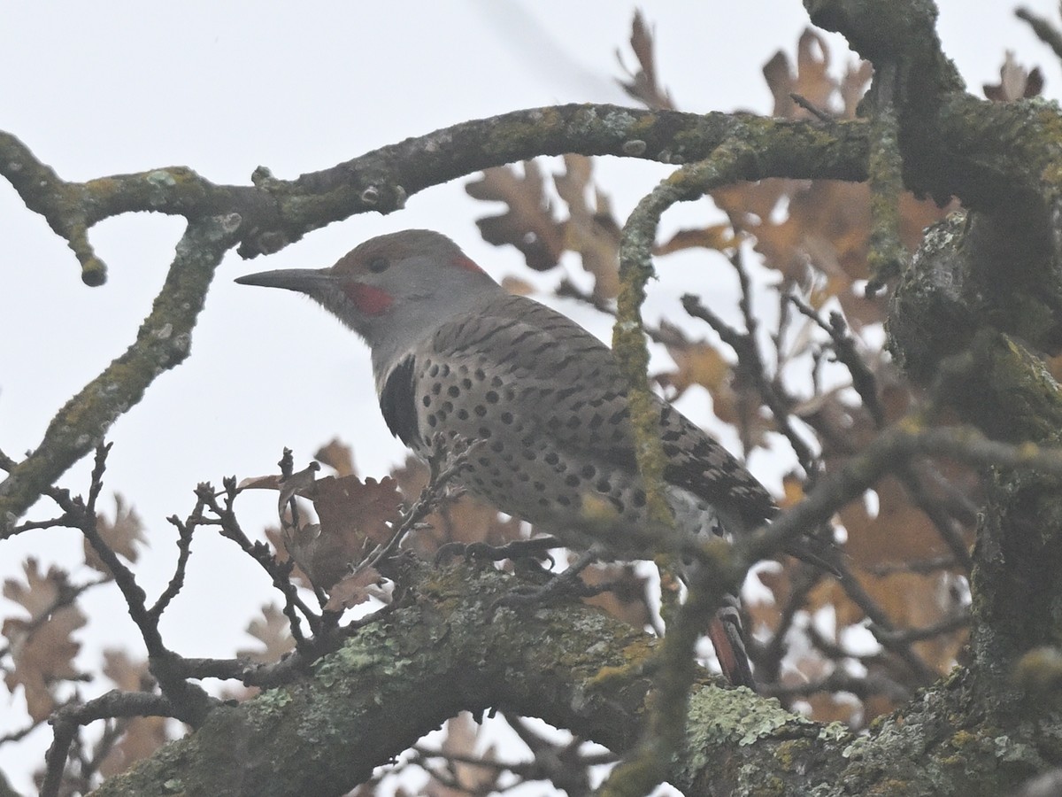 Northern Flicker (Yellow-shafted x Red-shafted) - ML647313539