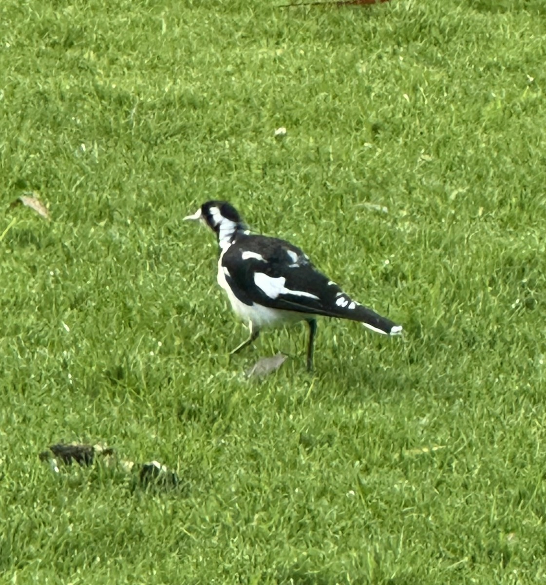 Magpie-lark - ML647313547