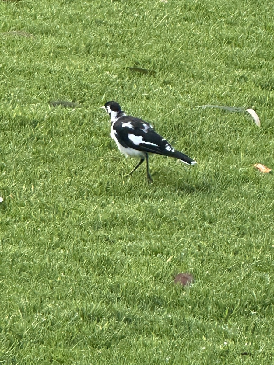 Magpie-lark - ML647313548