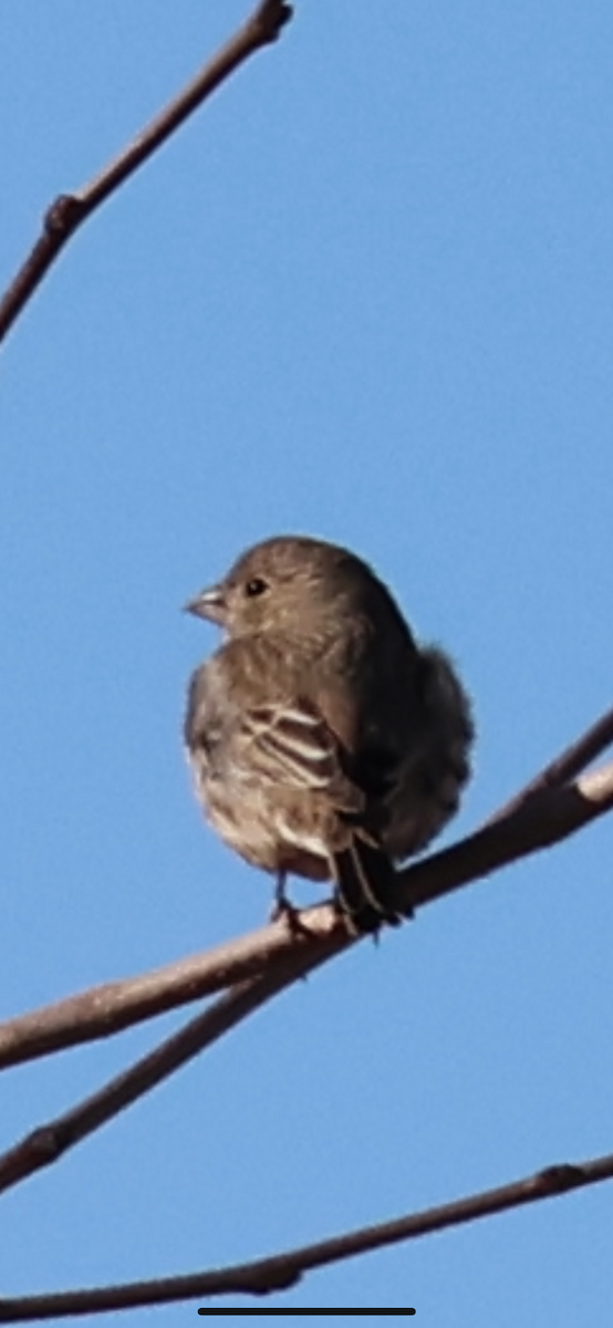 House Finch - ML647313551