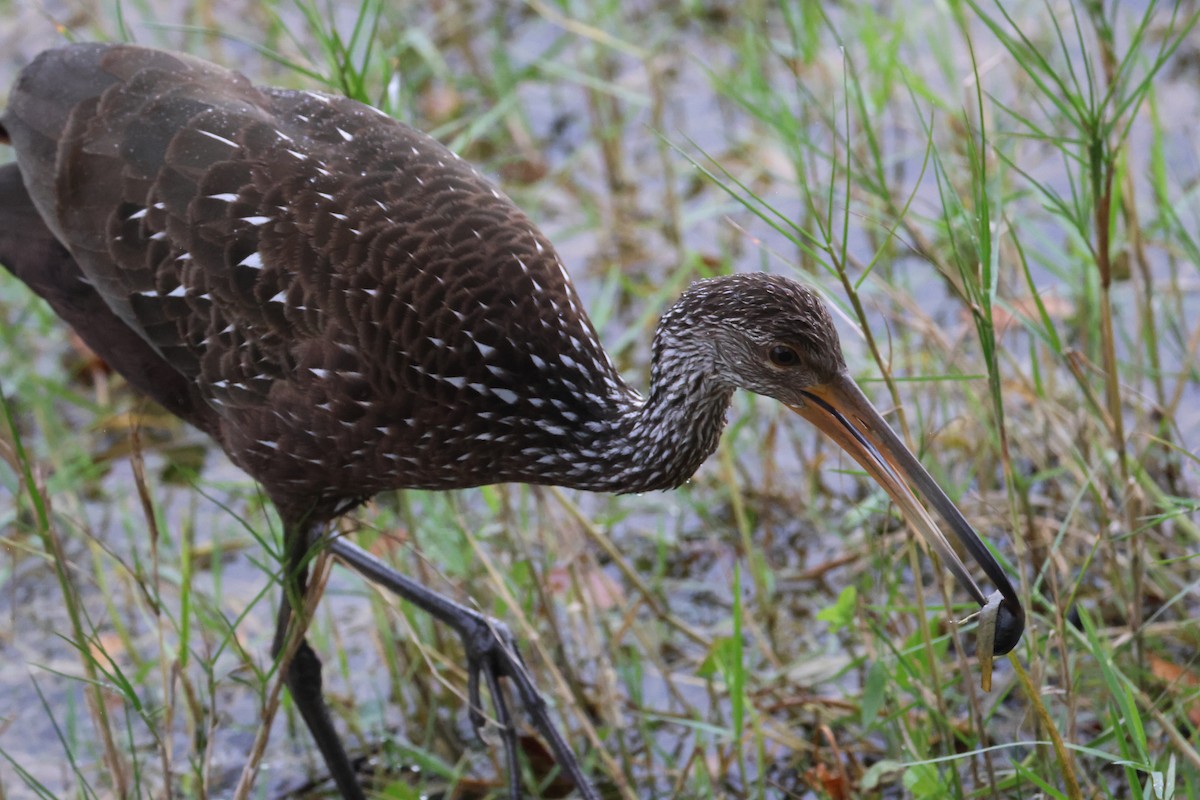 Limpkin - ML647313560