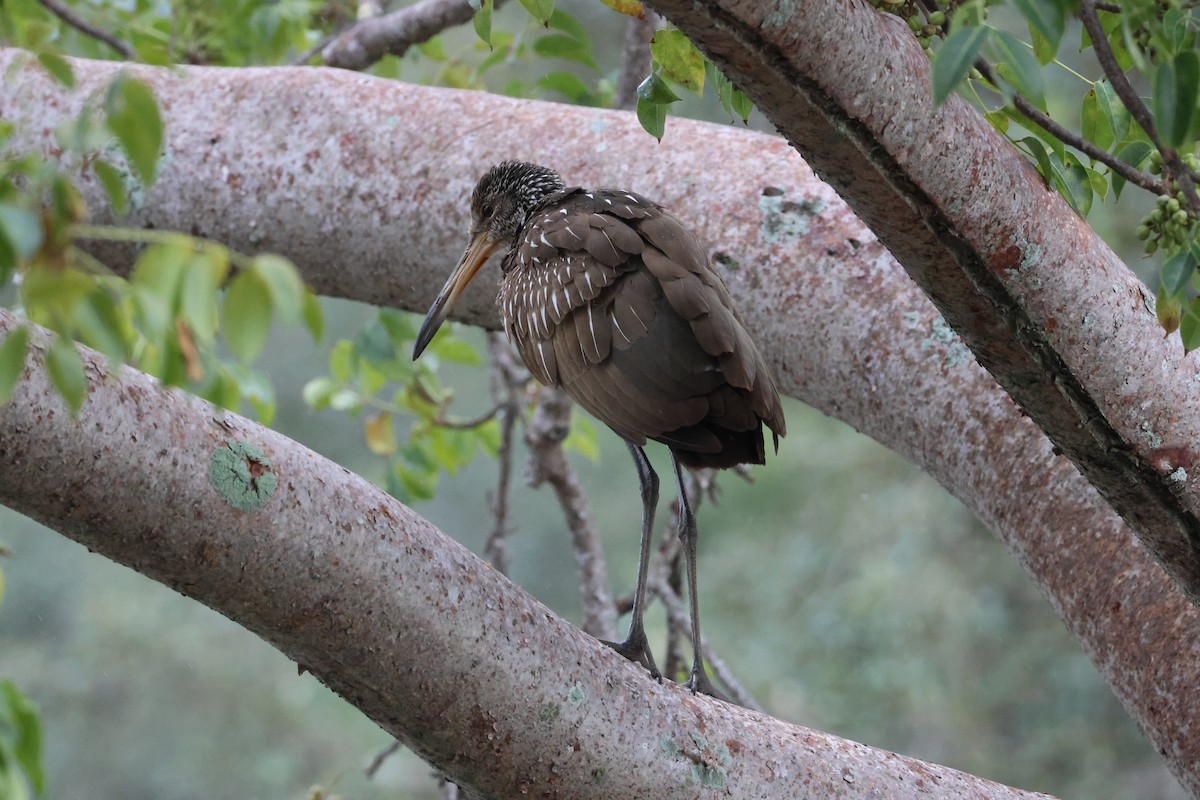 Limpkin - ML647313561