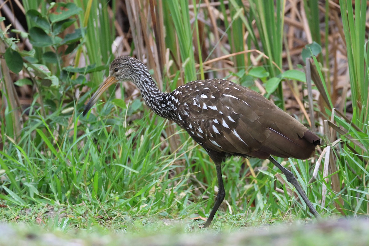 Limpkin - ML647313562