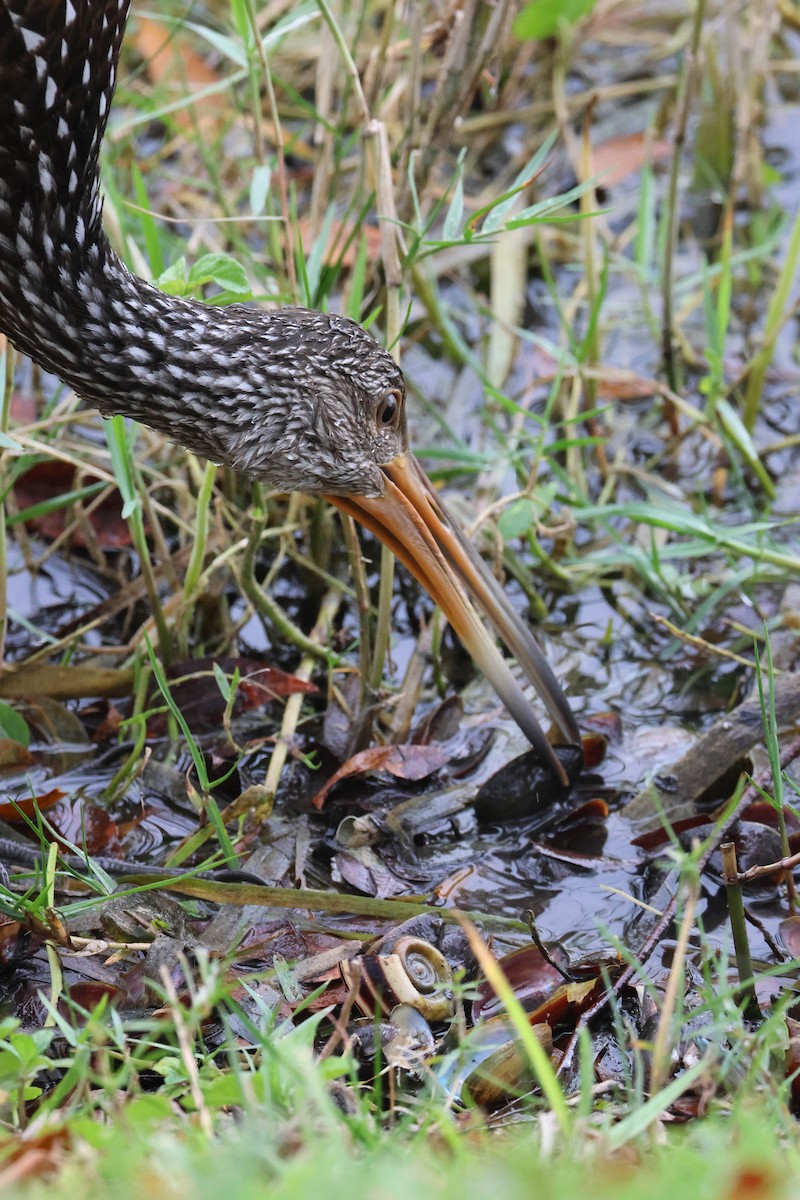 Limpkin - ML647313563