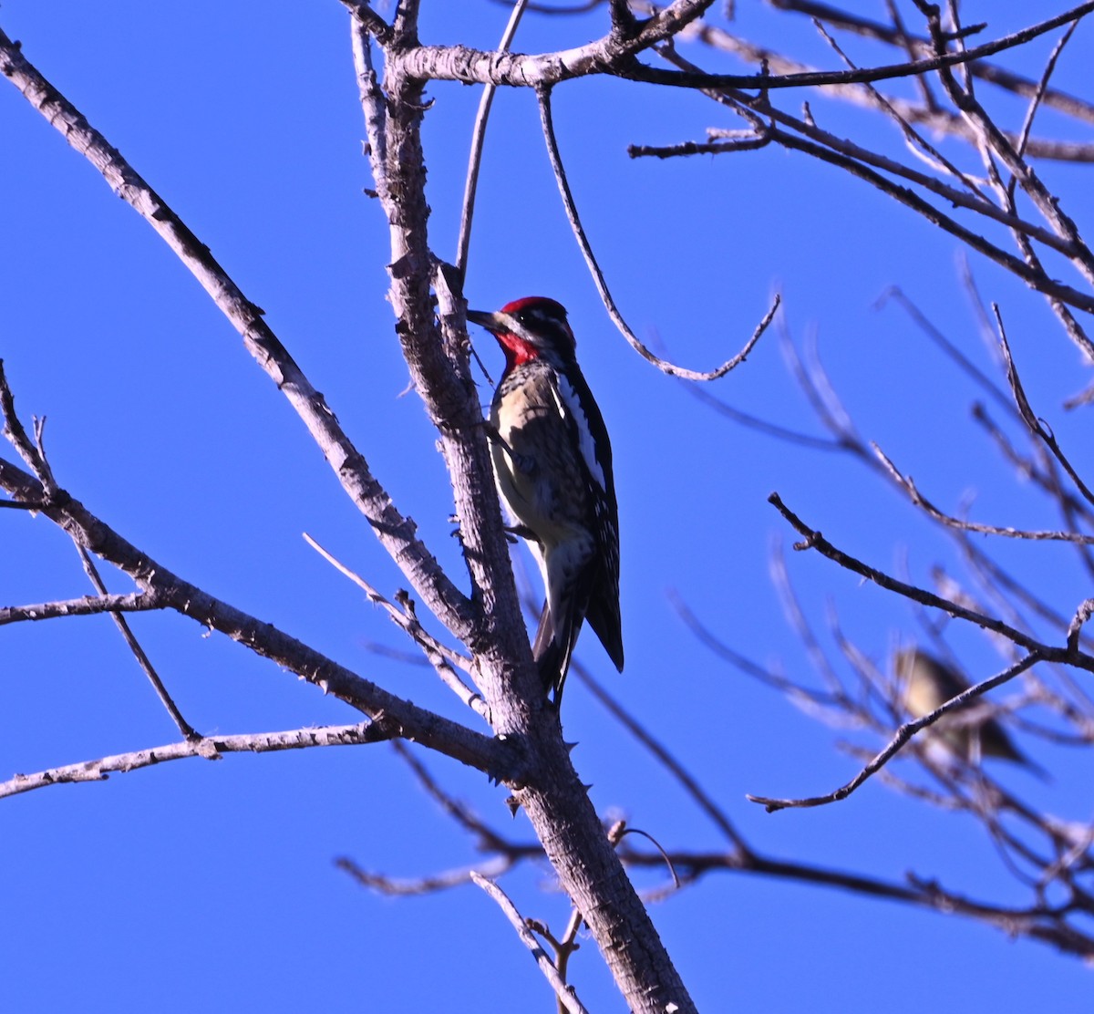 Red-naped Sapsucker - ML647313596