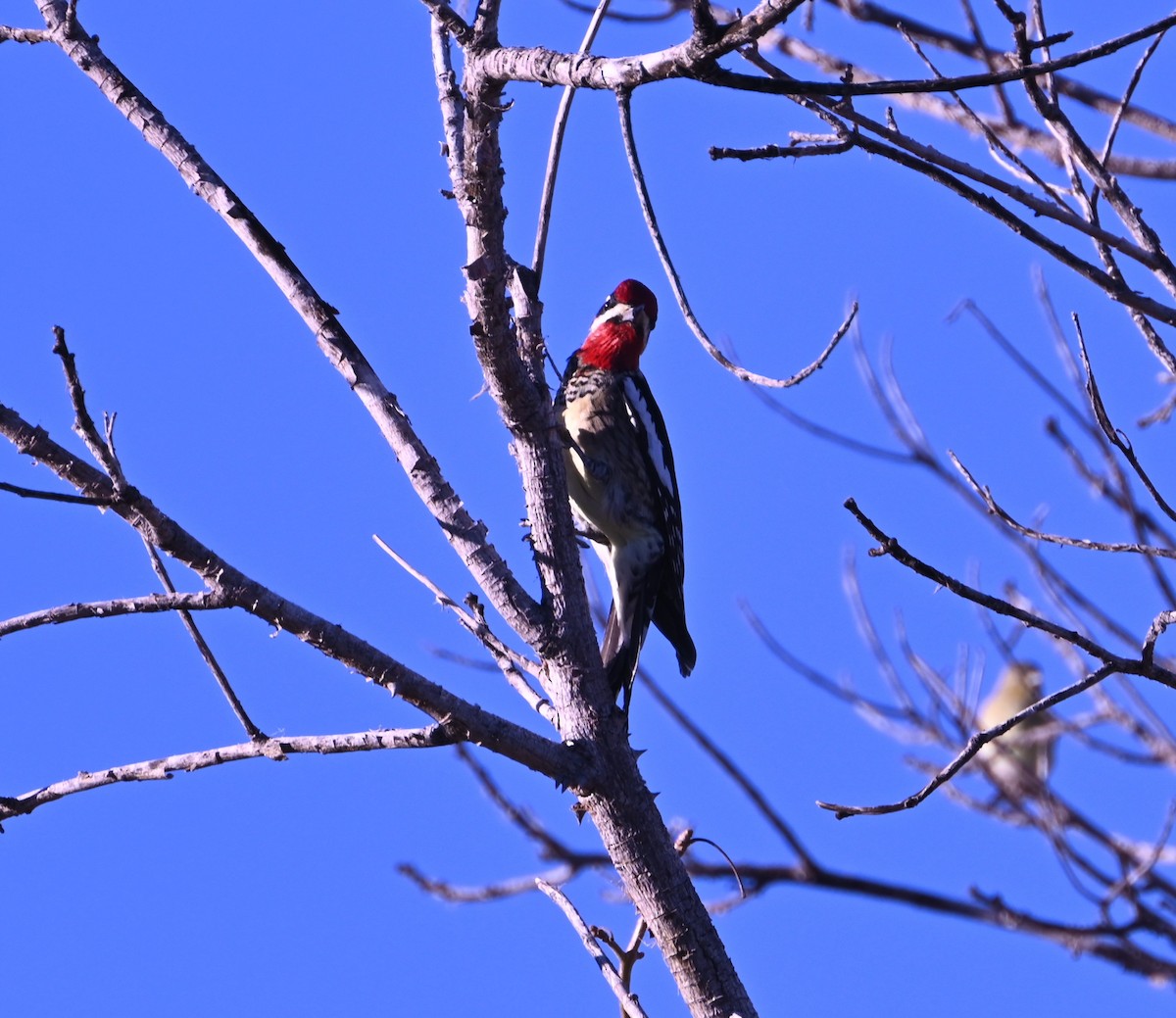 Red-naped Sapsucker - ML647313597