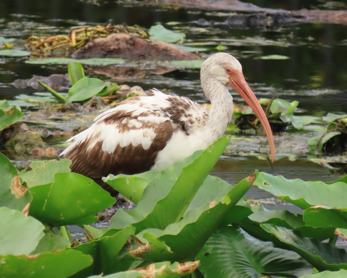 White Ibis - ML647313598