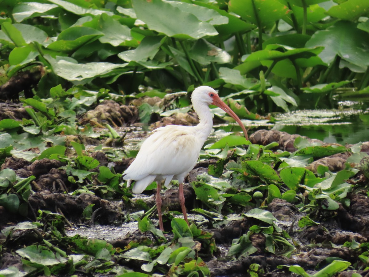 White Ibis - ML647313599