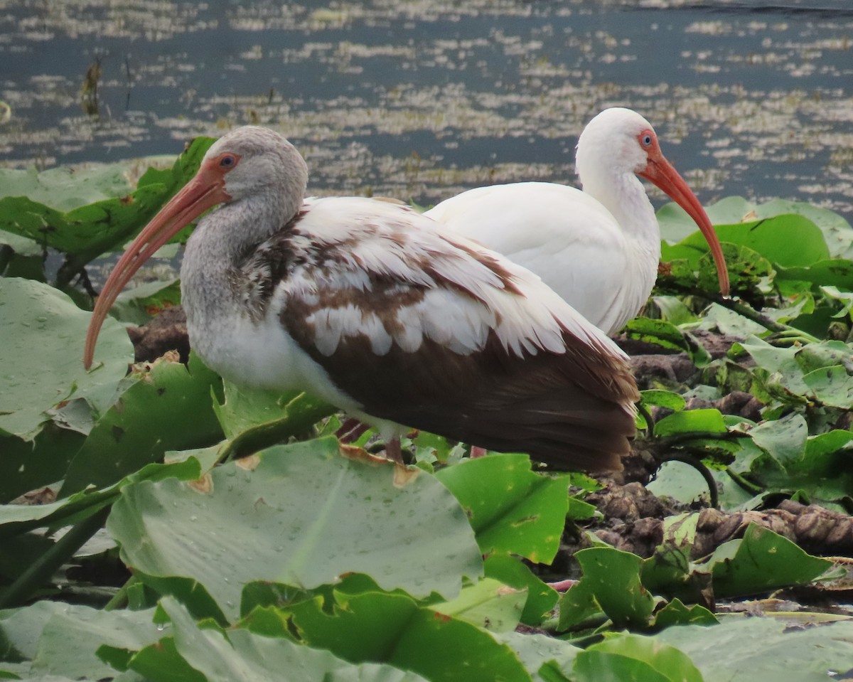 White Ibis - ML647313601