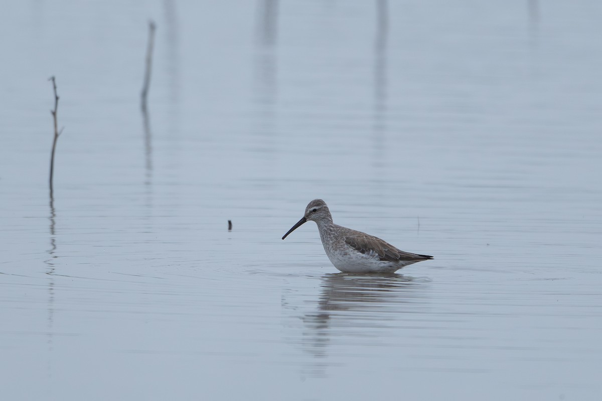 Stilt Sandpiper - ML647313606