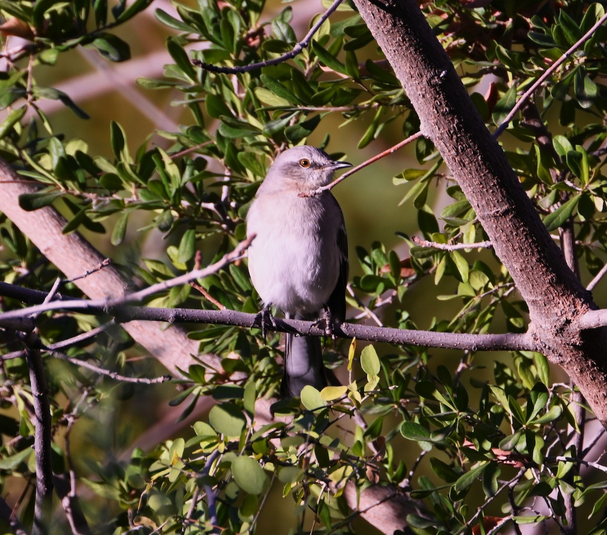 Пересмішник багатоголосий - ML647313613