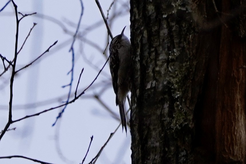 Brown Creeper - ML647313627