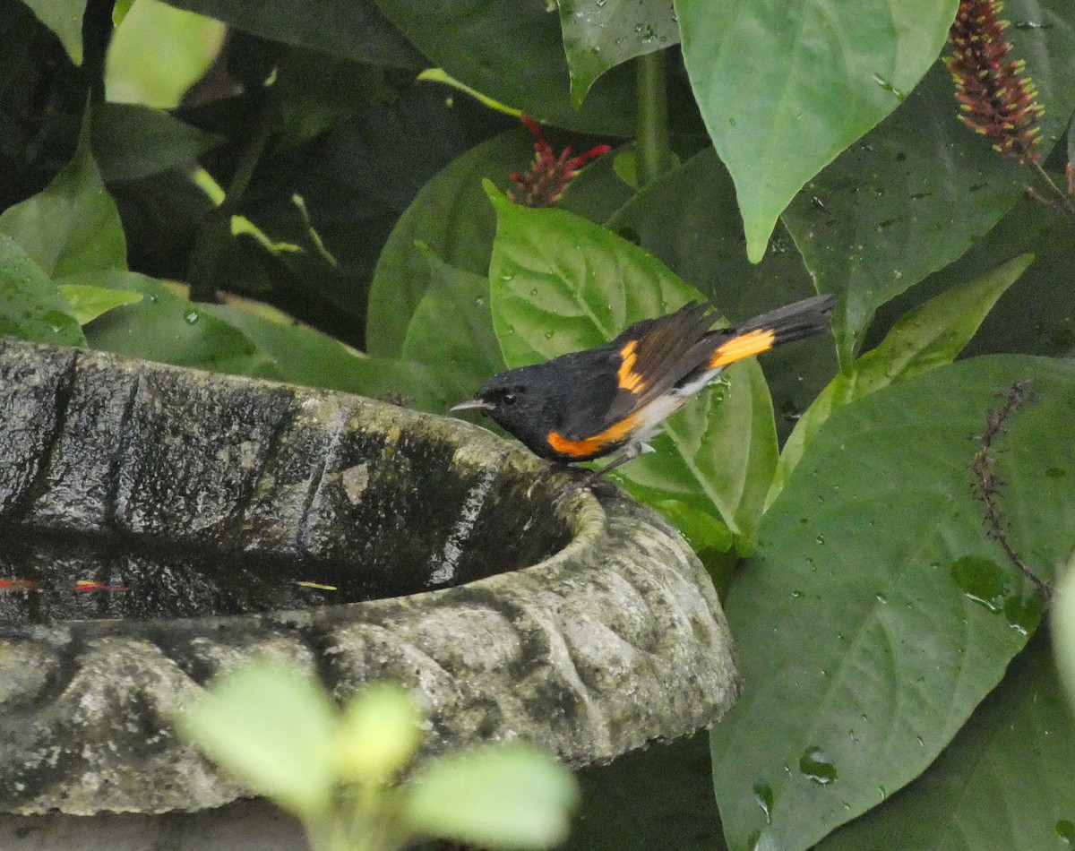 סבכון חכלילי - ML647313652