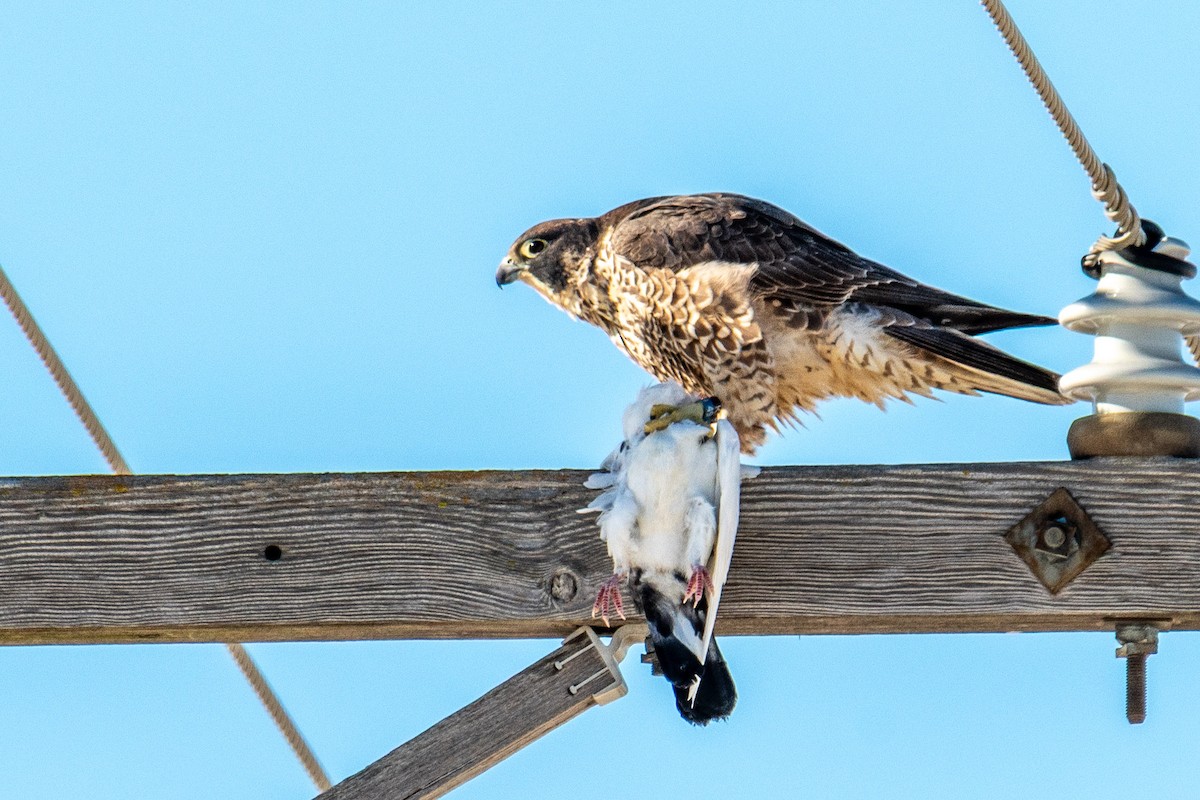 Peregrine Falcon - ML647313658