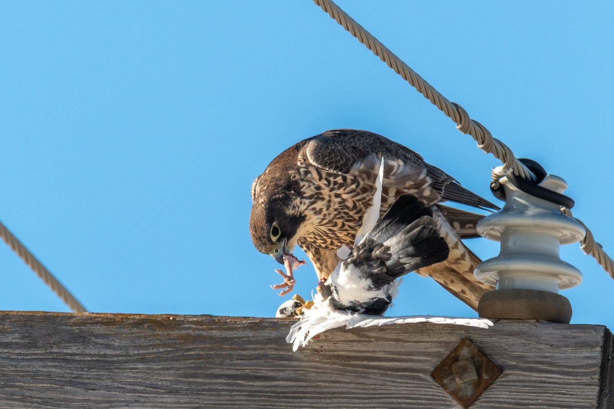 Peregrine Falcon - ML647313670