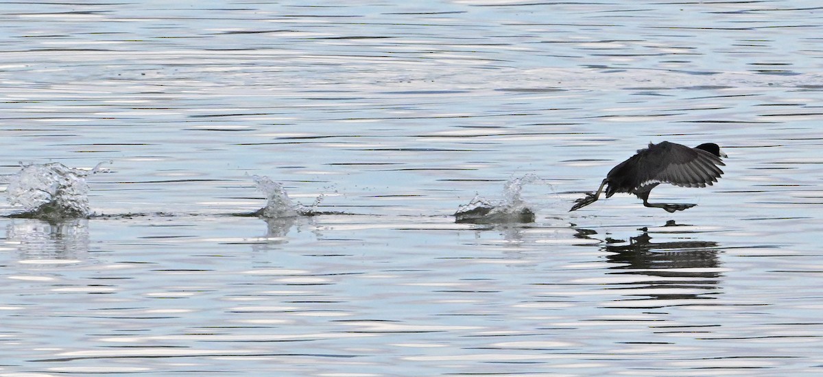 American Coot - ML647313698