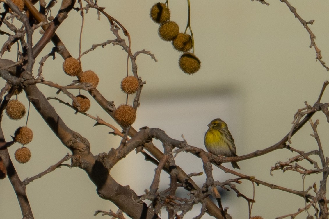 Txirriskila arrunta - ML647313724