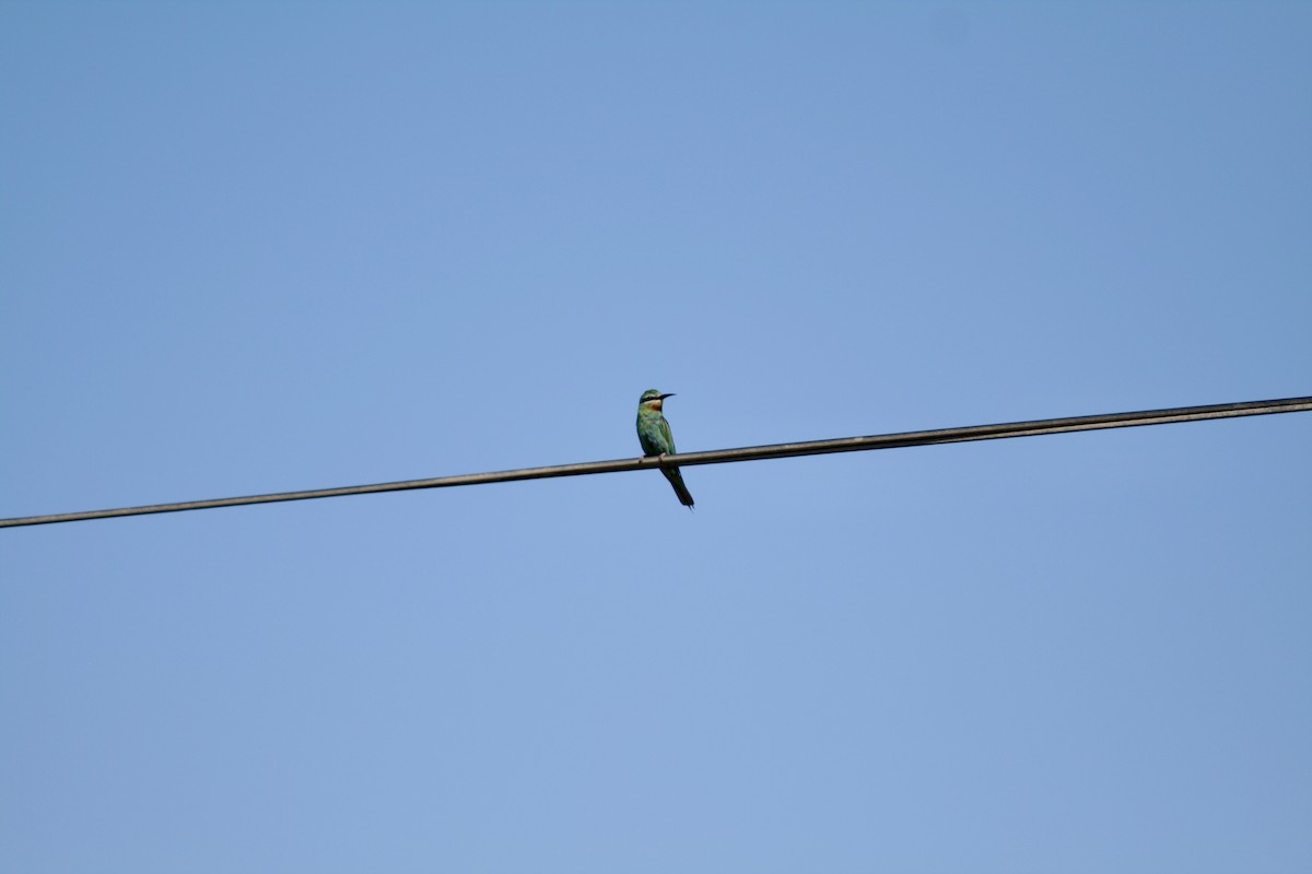 vlha modrolící - ML647313779