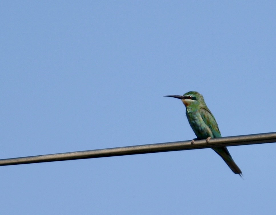 vlha modrolící - ML647313780