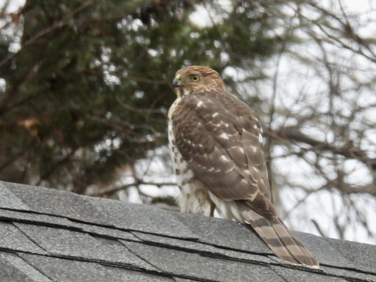 Cooper's Hawk - ML647313785