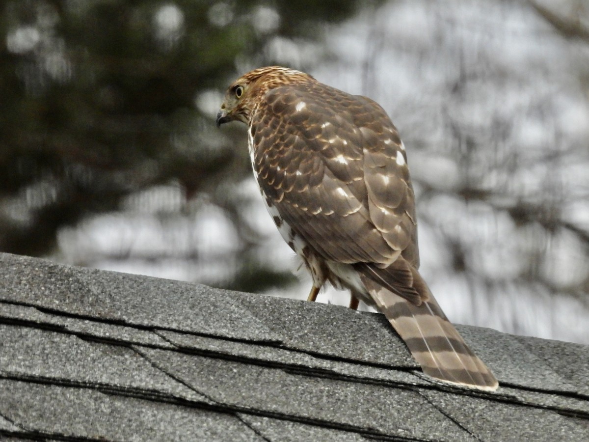 Cooper's Hawk - ML647313786