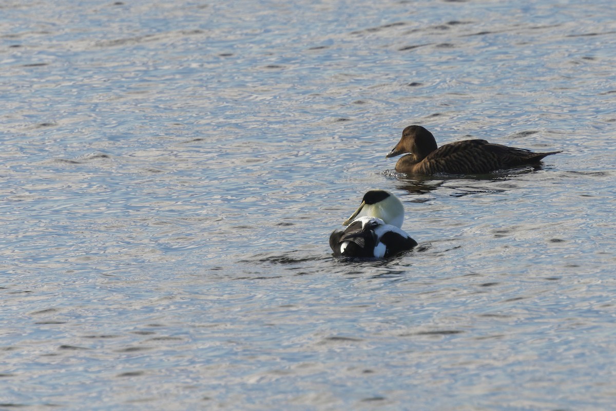 Eider à duvet - ML647313796