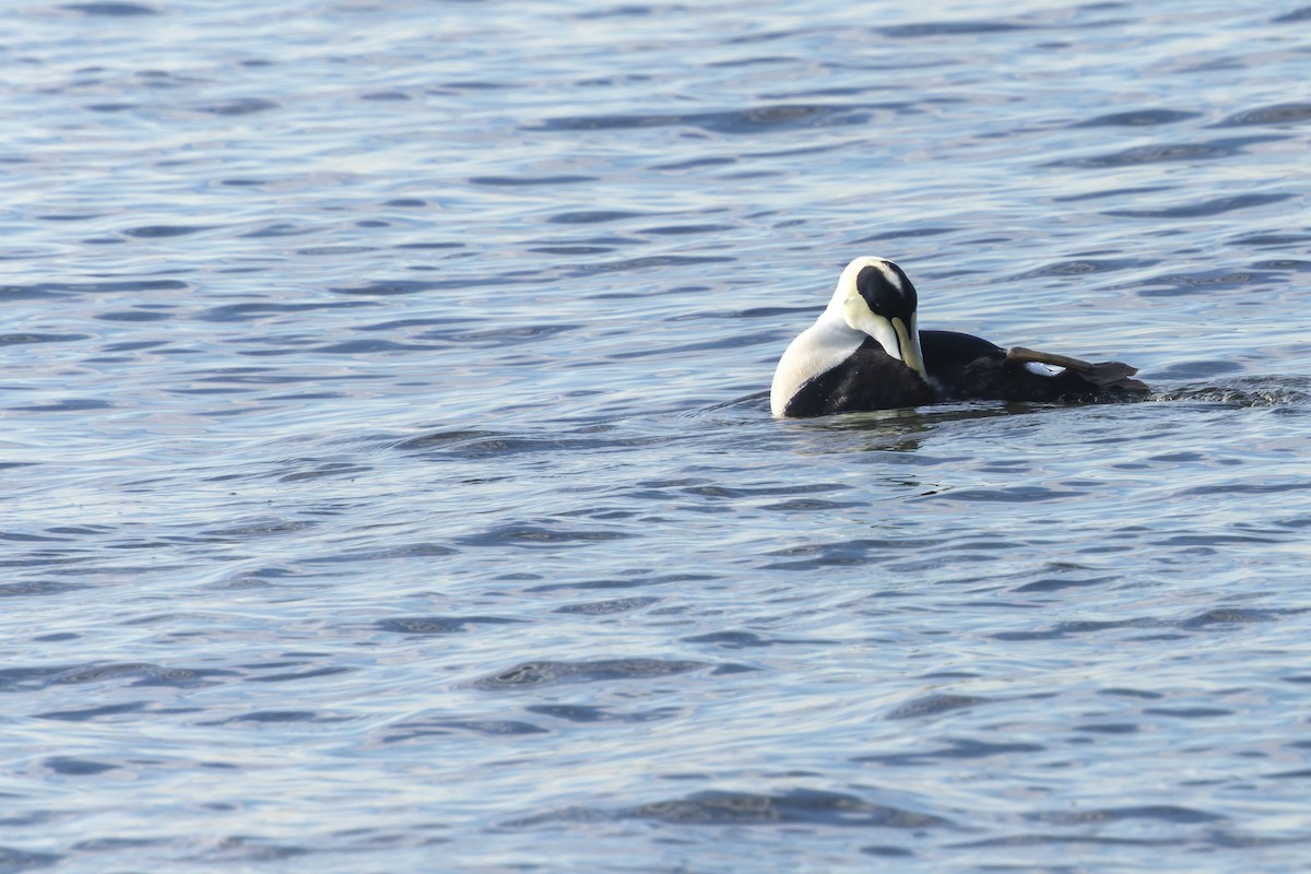 Eider à duvet - ML647313797