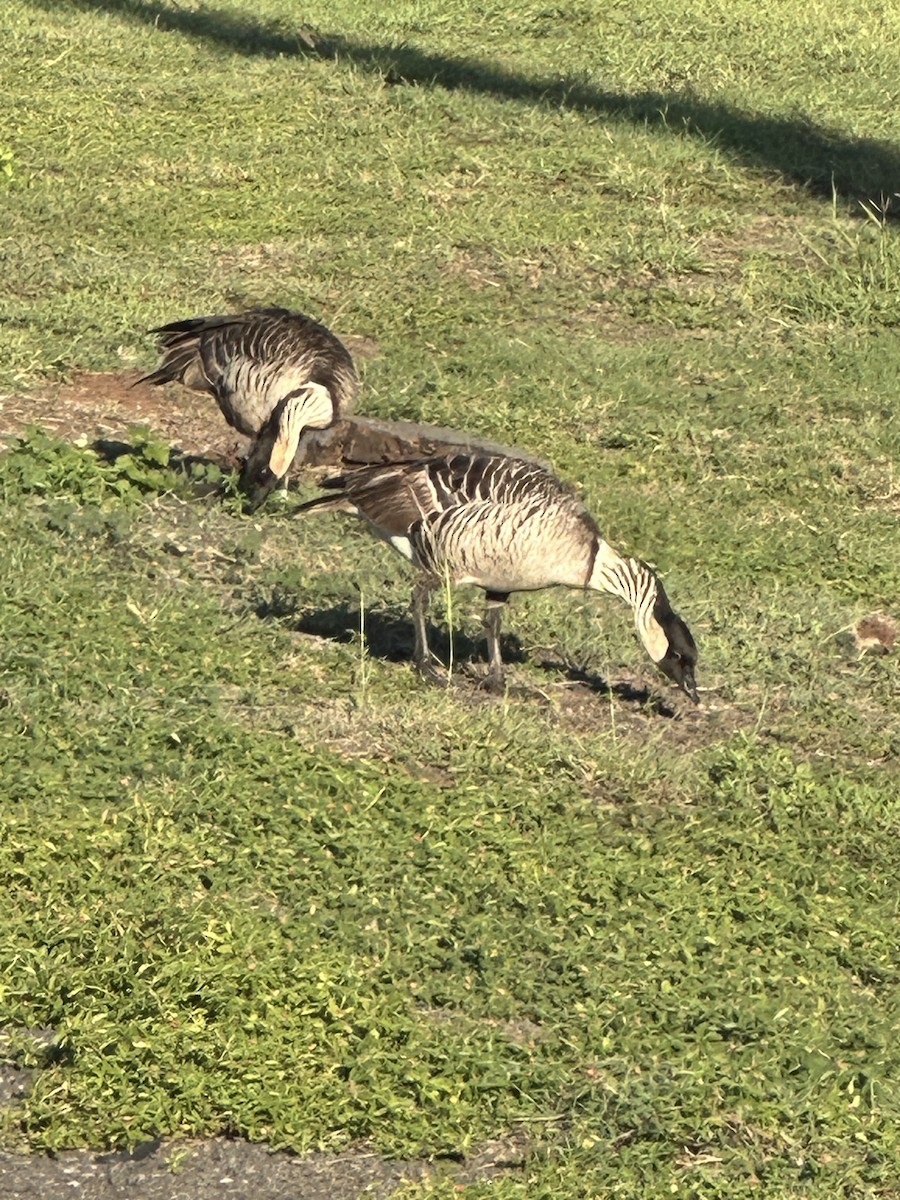 Hawaiian Goose - ML647313799
