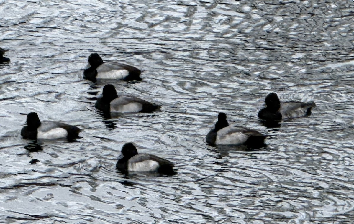Greater Scaup - ML647313806