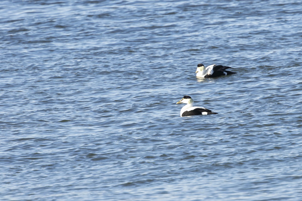 Eider à duvet - ML647313808