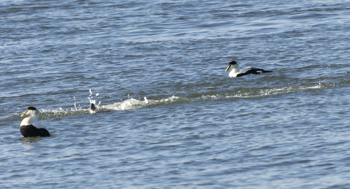 Eider à duvet - ML647313809