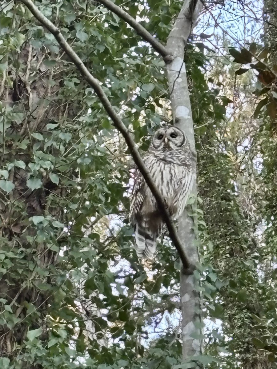 Streifenkauz - ML647313852