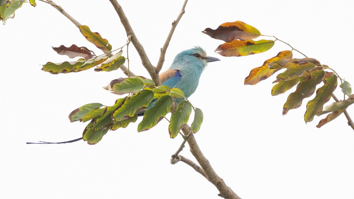 Abyssinian Roller - ML647313873