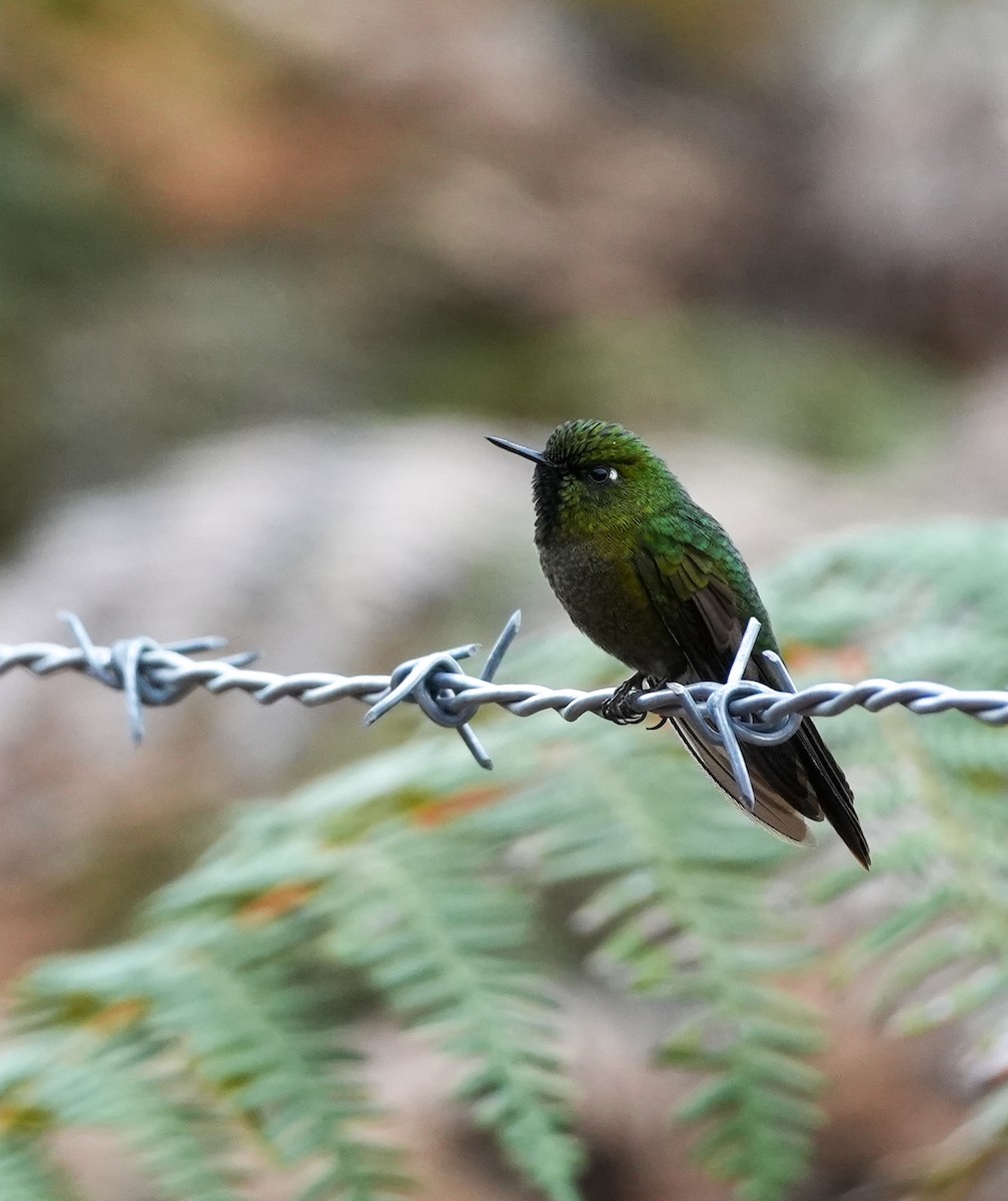 Tyrian Metaltail - ML647313874